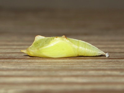 GVW pupa (soft form) 6 days old - Crawley, Sussex 1-June-2017
