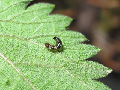 Comma larva (late 1st instar) - Caterham, Surrey 13-August-2012