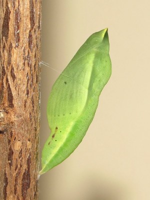 Clouded Yellow pupa in typical vertical position - Crawley, Sussex 19-Oct-2020