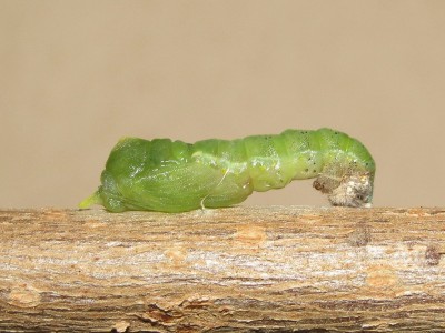 Small White pupa (pale larval skin)
