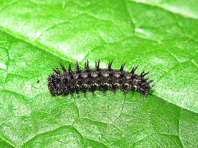 Red Admiral 4th instar larva - Crawley, Sussex 21-Jul-2017