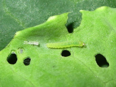 Small White larva (newly emerged 2nd instar) - Crawley, Sussex 16-Sept-2017