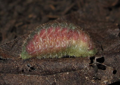 L1 (6 hours before pupation) 13-June-11