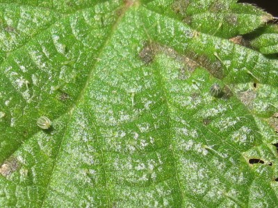 Two Red Admiral eggs - Crawley, Sussex 30-Jan-2023