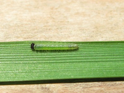 Speckled Wood larva (first instar) - Crawley, Sussex 4-June-2014