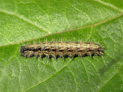 Painted Lady larva 5th instar (variation) - Crawley, Sussex 18-Sept-2019