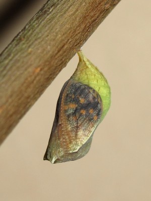 Speckled Wood pupa (13 hours before emergence) - Crawley, Sussex 29-July-2014