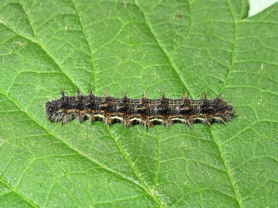 Painted Lady larva 5th instar (variation) - Crawley, Sussex 23-April-2018