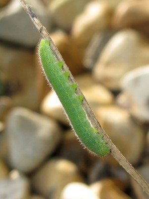 Small White larva - Lancing, Sussex 13-Oct-2021
