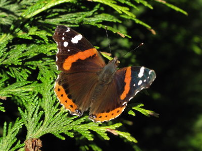 Red Admiral - Crawley, Sussex 7-March-2017