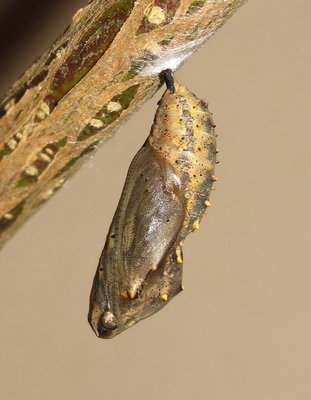 Painted Lady pupa (4 hours old) - Crawley, Sussex 24-April-2018