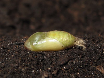 Common Blue pupa (4 days before emergence) 10-June-2012