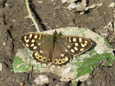 Speckled Wood - Crawley, Sussex 22-March-2022