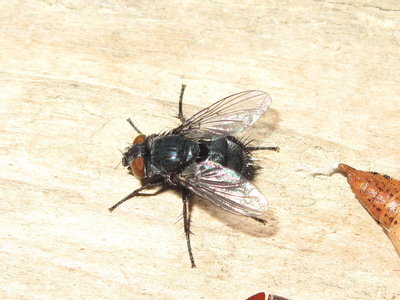 Parasitic fly Epicampocera succincta - Caterham, Surrey 30-April-2014