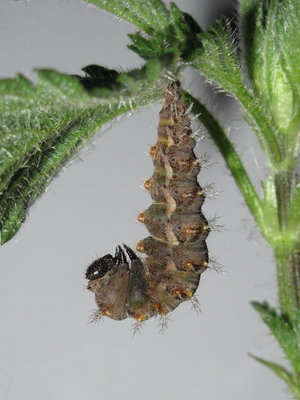 Red Admiral larva (preparing to pupate) - Crawley, Sussex 14-Apr-2017