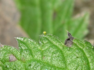 Red Admiral egg (poss. dying) - Crawley, Sussex 28-Jan-2022