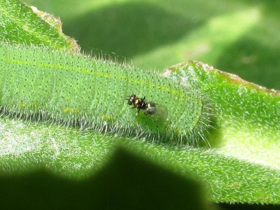 Parasitic Chalcid wasp on 5th instar larva - Lancing, Sussex 20-July-2020