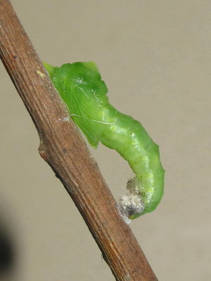 Larva pupating 30-May-2015