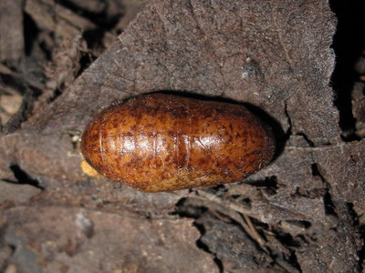 Brown Hairstreak pupa (L1) 2-July-11 (top view - possible female)