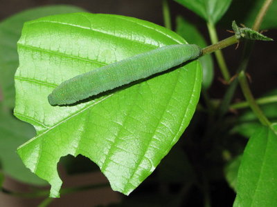 Brimstone larva (5th instar) - Caterham, Surrey 7-June-2012