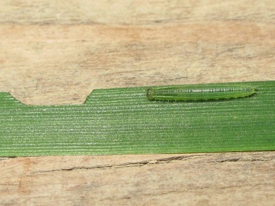 Speckled Wood larva (second instar) showing feeding damage - Crawley, Sussex 8-June-2014