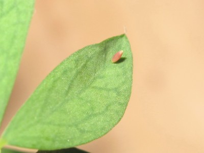 Clouded Yellow egg (approx 5 days old) - Lancing, Sussex 15-Sept-2020