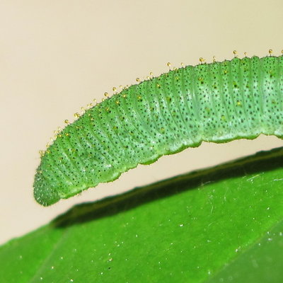 Brimstone larva 5th instar (head close-up) - Caterham, Surrey 30-May-2012