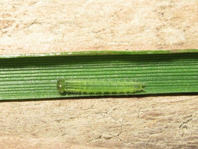 Speckled Wood larva (second instar) - Crawley, Sussex 7-June-2014