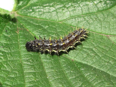 Red Admiral 4th instar larva 14-Apr-2019