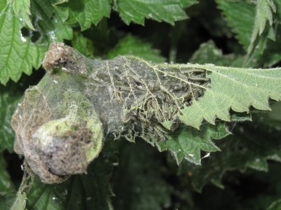 Small Tortoiseshell larvae - Lancing, Sussex 20-April-2022