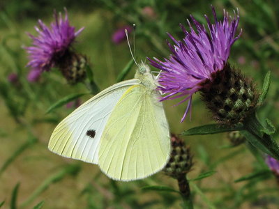 Small White male (Summer Brood) - Crawley, Sussex 3-Aug-2010