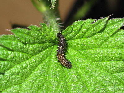 Red Admiral 3rd instar larva 4-Apr-2019
