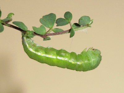 Clouded Yellow larva commencing pupation - Crawley, Sussex 12-Oct-2020