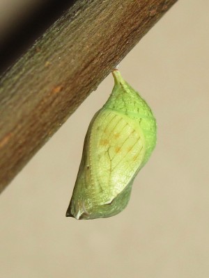 Speckled Wood pupa (32 hours before emergence) - Crawley, Sussex 28-July-2014