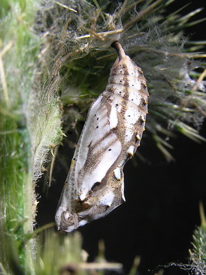 Painted Lady pupa (pearly/gray form variation) - Caterham, Surrey 15-July-2009