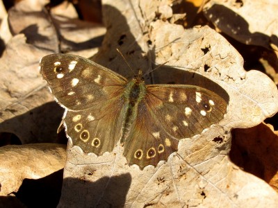 Speckled Wood male #1 - Crawley, Sussex 25-Nov-2021