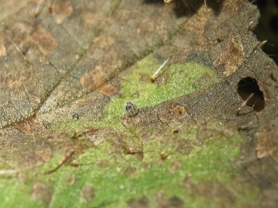 Red Admiral egg -  Crawley, Sussex 31-Jan-2023