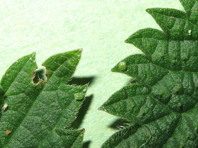 Red Admiral eggs - Lancing, Sussex 31-Oct-2016