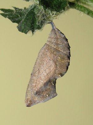 Red Admiral pupa (13 days old) - Crawley, Sussex 27-Apr-2017