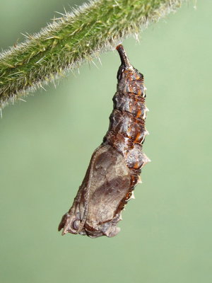 Comma larva (completing pupation) - Caterham, Surrey 22-Sept-2012