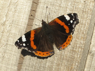 Christmas Red Admiral - Crawley, Sussex 25-Dec-2015