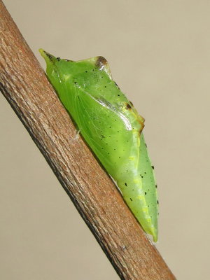 GVW pupa (6 hours old) 30-May-2015