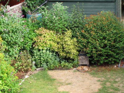 Garden fox - Crawley, Sussex 27-July-2022