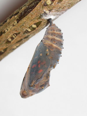 Painted Lady pupa (3 hours before emergence) - Crawley, Sussex 7-May-2018