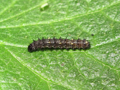 Painted Lady larva 3rd instar - Crawley, Sussex 12-April-2018