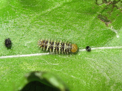 Painted Lady larva 3rd instar (freshly emerged) - Crawley, Sussex 15-Aug-2019