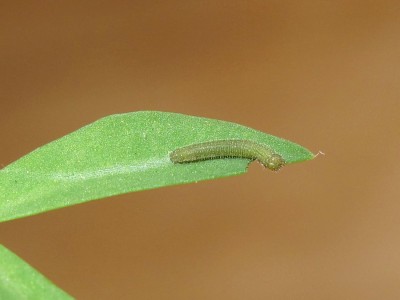Clouded Yellow larva 2nd instar - Crawley, Sussex 20-Sept-2020