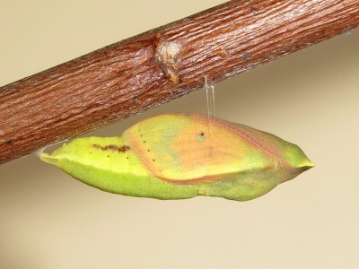 Clouded Yellow pupa (14 hours before emergence, showing as a female) - Crawley, Sussex 23-Oct-2020
