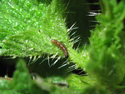 Red Admiral 1st instar larva - Crawley, Sussex 9-Dec-2017