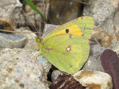 Clouded Yellow male 26-Oct-2016